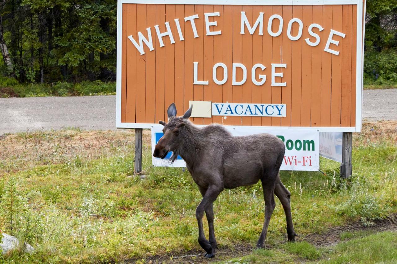 White Moose Lodge Healy Ngoại thất bức ảnh